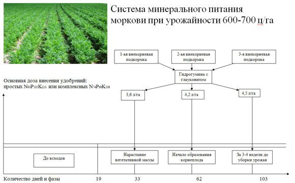 Система минерального питания моркови при урожайности 600-700 ц/га