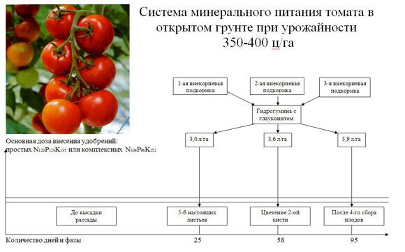 Система минерального питания томата в открытом грунте при урожайности  350-400 ц/га