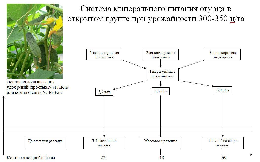 Система минерального питания огурца в открытом грунте при урожайности 300-350 ц/га